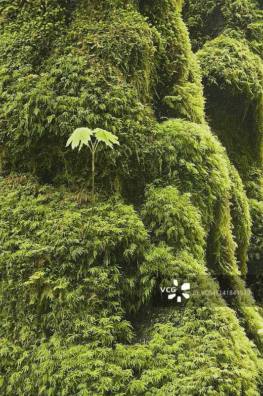 在长满苔藓的树干上生长的大叶枫树苗，美国俄勒冈州喀斯喀特山脉图片素材