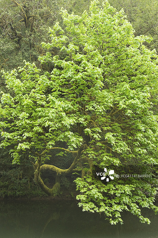 俄勒冈州喀斯喀特山脉，倾斜在米利科马河上的大叶枫图片素材