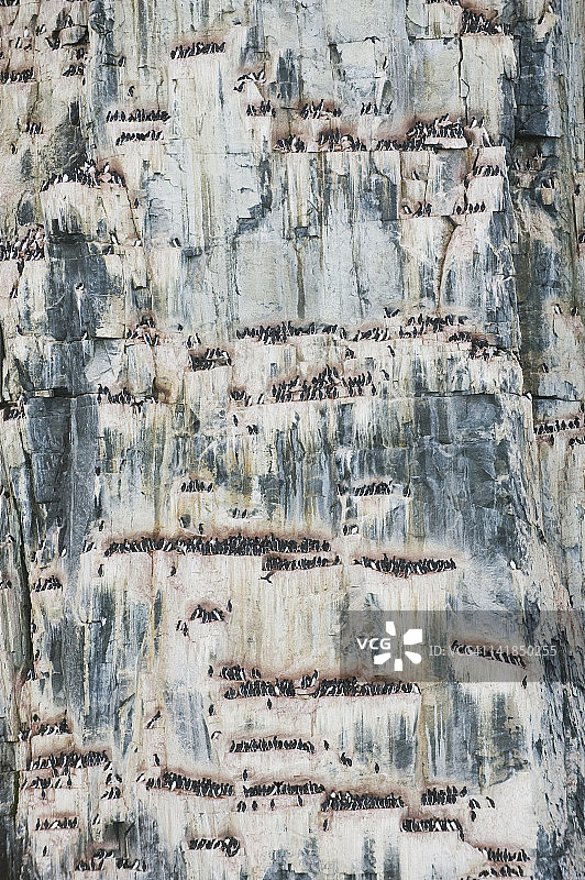 北极挪威：厚嘴海鸦筑巢图片素材