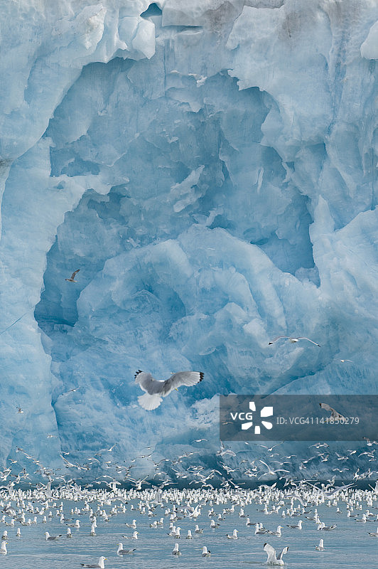 Kittiwake鸟(Rissa tridactyla)在斯瓦尔巴群岛Leifdefjorden的摩纳哥冰川前觅食图片素材