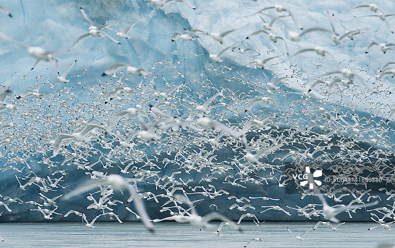 北极挪威斯瓦尔巴群岛，莱德峡湾，摩纳哥冰川前的三趾鸥觅食图片素材