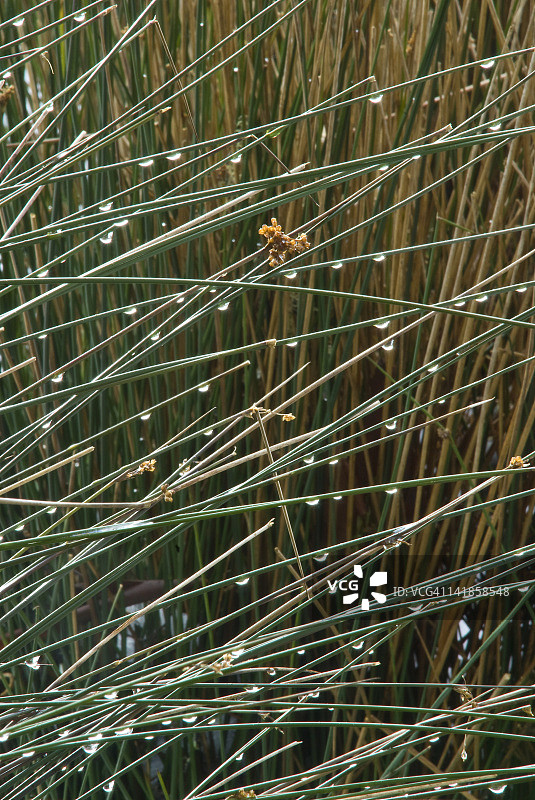 澳大利亚塔斯马尼亚摇篮山国家公园里灯心草上的雨滴图片素材