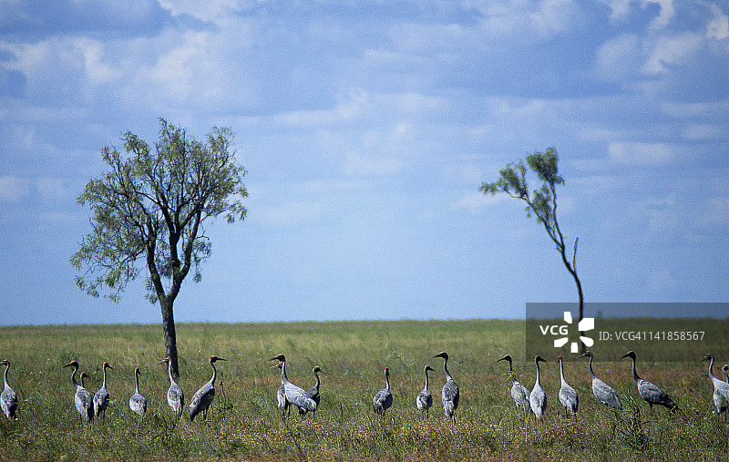 澳洲鹤（Grus ubicundus）在昆士兰北部海湾地区的稀树草原上图片素材