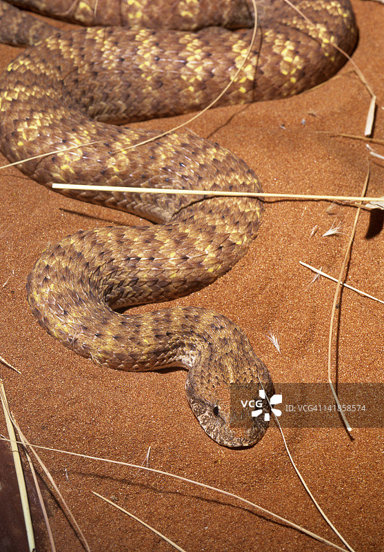 澳大利亚中部沙漠中的一条有毒沙漠死亡蝮蛇图片素材