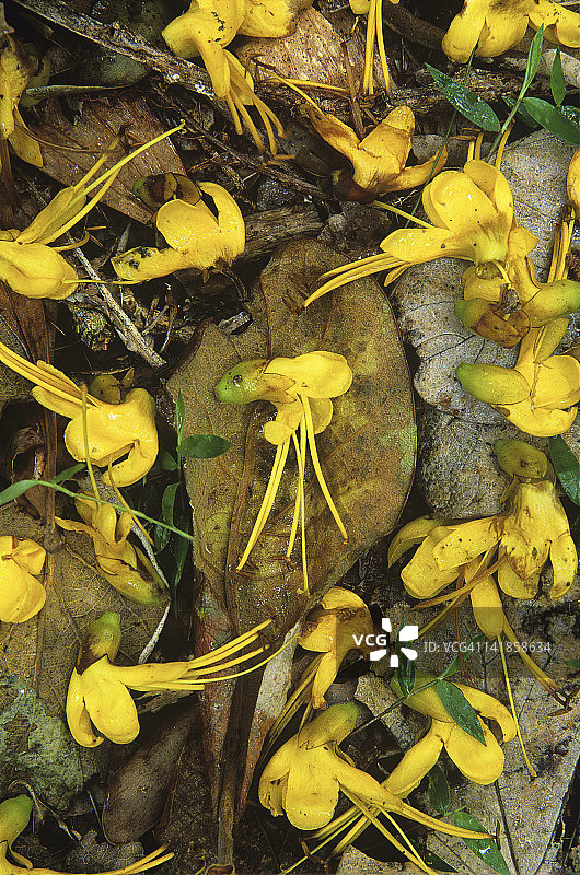 澳大利亚昆士兰州欣钦布鲁克岛国家公园热带雨林中的落花图片素材