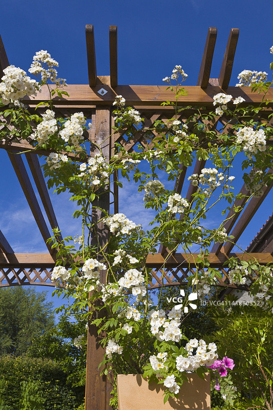 英格兰白色蔓生玫瑰凉棚图片素材