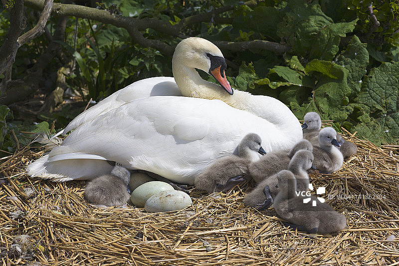 天鹅和幼 Swan 在巢中，英国多塞特郡阿伯茨伯里天鹅保护区图片素材