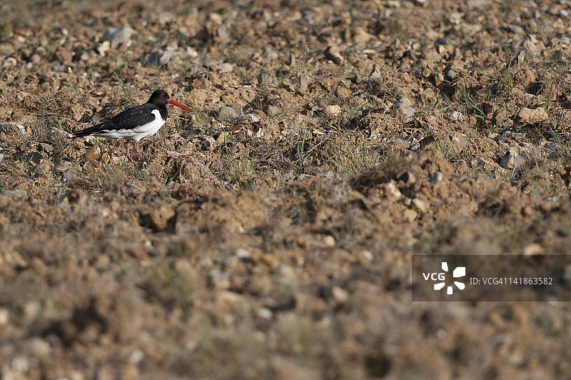 英国诺福克翻耕布雷克兰的蛎鹬图片素材