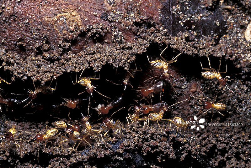 士兵白蚁守护工蚁，托尔图格罗国家公园，哥斯达黎加图片素材