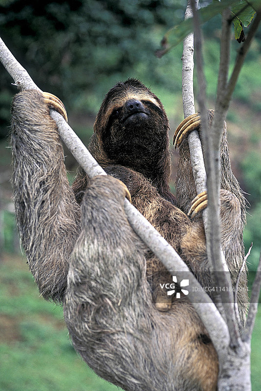 三趾树懒与幼崽，科尔科瓦多国家公园，哥斯达黎加图片素材