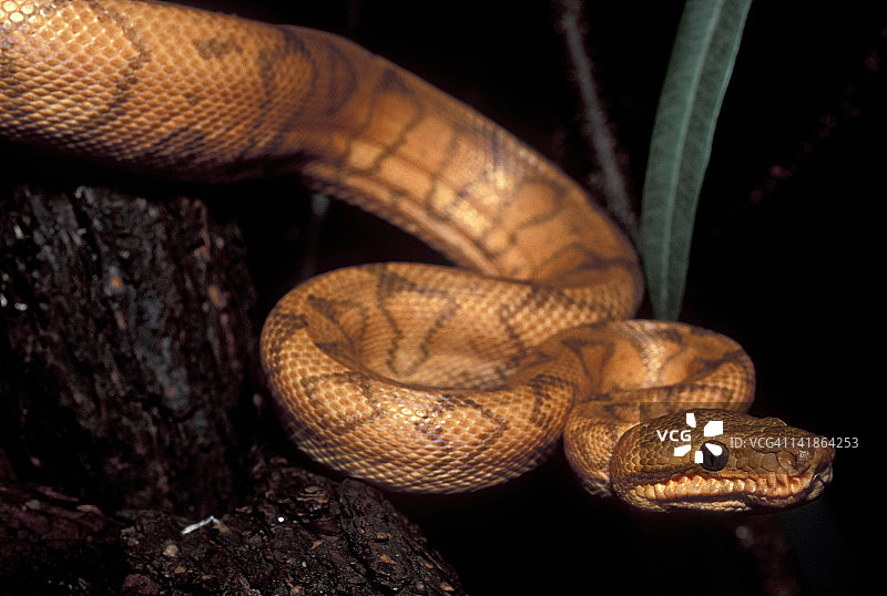 环状蟒蛇，哥斯达黎加图片素材