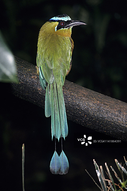 蓝冠蜂鸟，桃色蜂鸟。哥斯达黎加图片素材