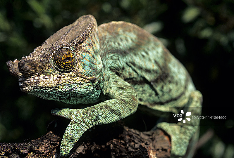 马达加斯加变色龙肖像图片素材