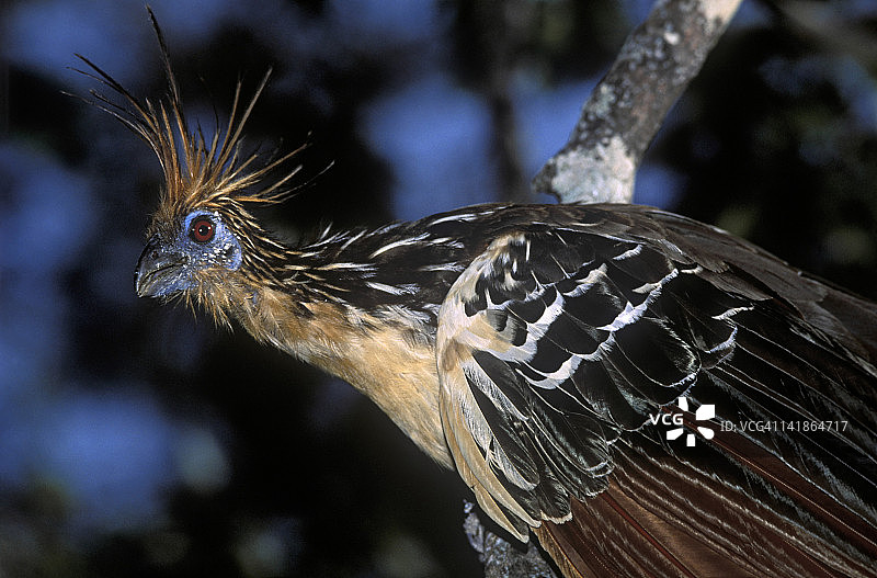 麝雉，委内瑞拉亚诺斯，科赫德斯州皮内罗牧场图片素材