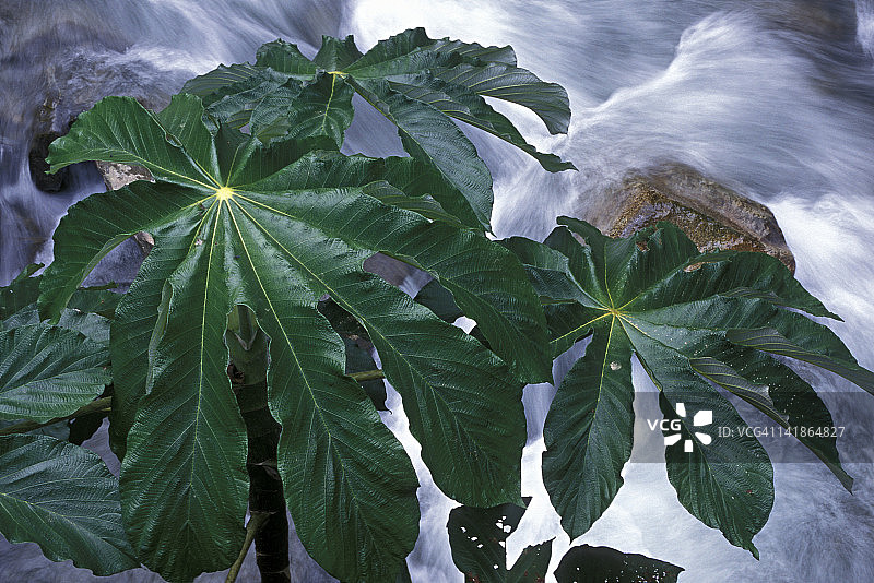 秘鲁马努国家公园安第斯山脉云雾林中1500米湍急的溪流旁的塞克罗皮亚树图片素材