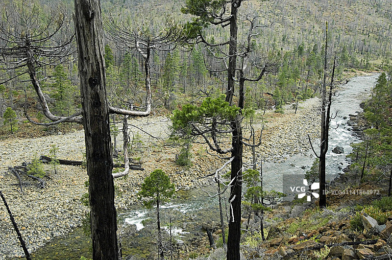 粗放的预备小溪，蛇纹石区域和2002年饼干大火遗址，伊利诺伊河谷，锡斯基尤山脉，俄勒冈州南部图片素材