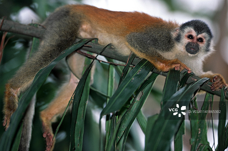 濒危的中美洲松鼠猴，哥斯达黎加图片素材