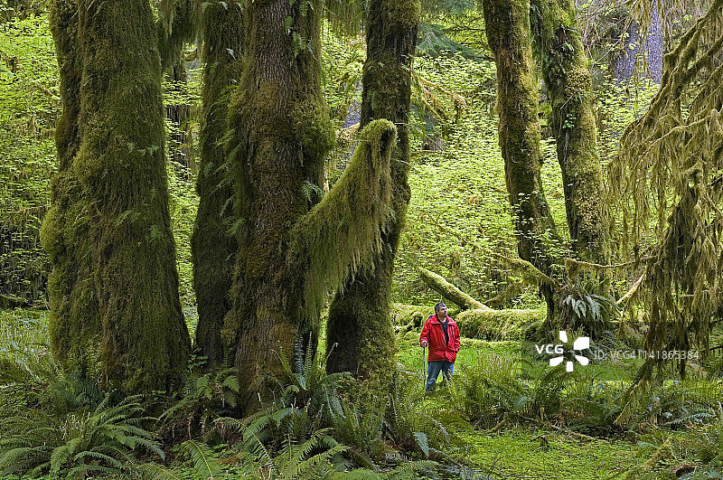 奥林匹克国家公园霍河谷温带雨林，魔法森林中的男人图片素材
