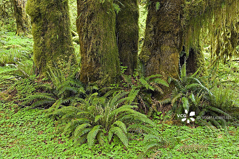 华盛顿州奥林匹克国家公园：温带雨林、霍河谷、剑蕨和大叶枫图片素材
