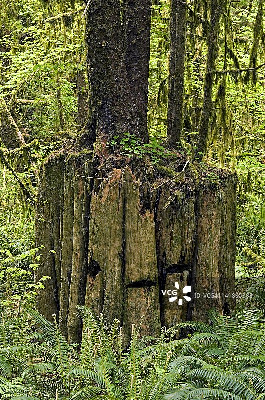 华盛顿州奥林匹克国家公园：温带雨林，霍河谷，铁杉树图片素材