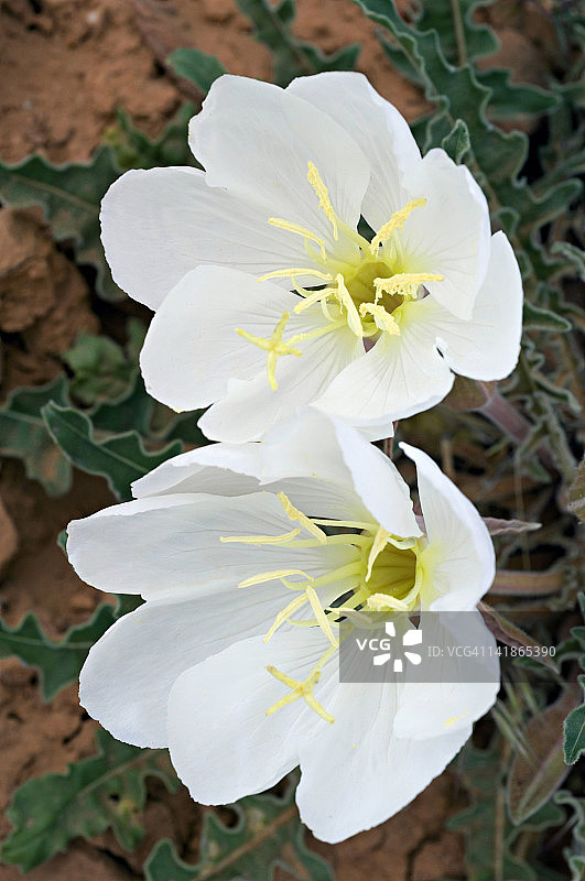 三角叶月见草，亚利桑那州北部，四月图片素材