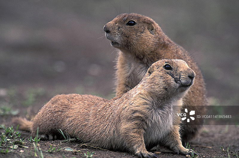 黑尾草原犬鼠，美国南达科他州卡斯特州立公园图片素材