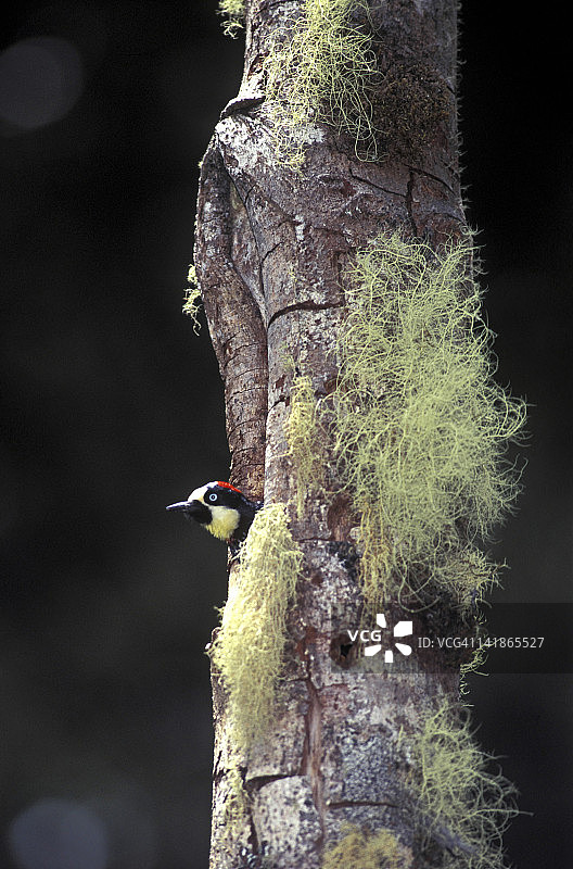 橡树啄木鸟，哥斯达黎加塔拉曼卡山脉图片素材