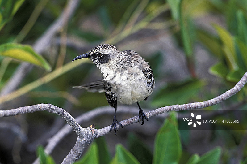 加拉帕戈斯嘲鸫图片素材