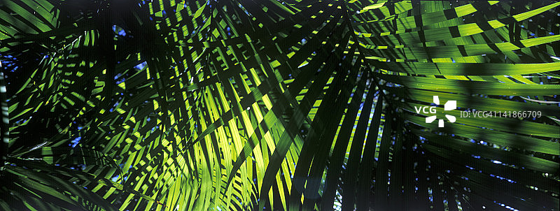 原生森林肯蒂亚棕榈，澳洲棕榈，特有种，世界遗产，豪勋爵岛，澳大利亚图片素材