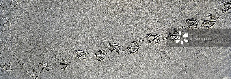 澳大利亚豪勋爵岛沙滩上的鸭子脚印图片素材