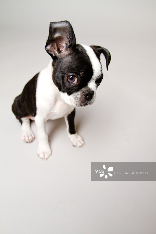 内疚的波士顿梗犬图片素材