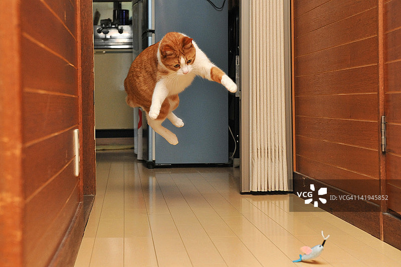 猫咪跳向玩具图片素材