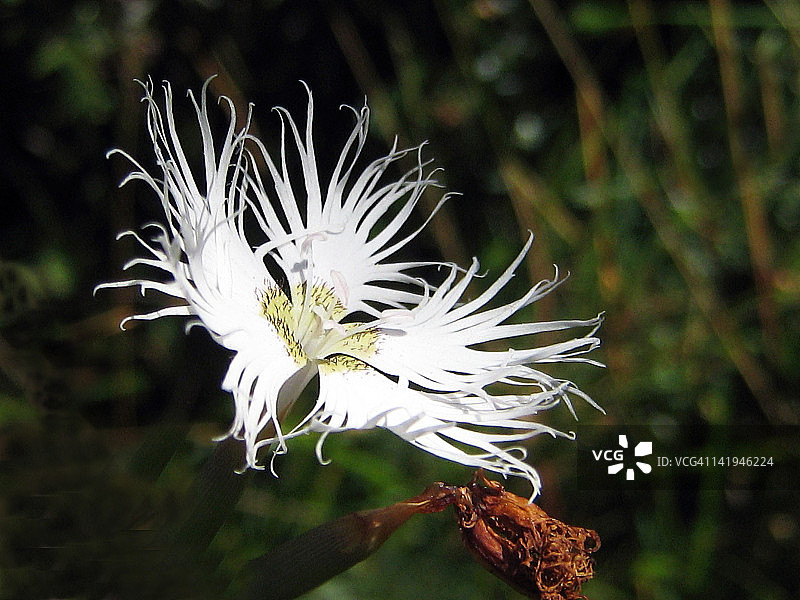 长萼石竹图片素材