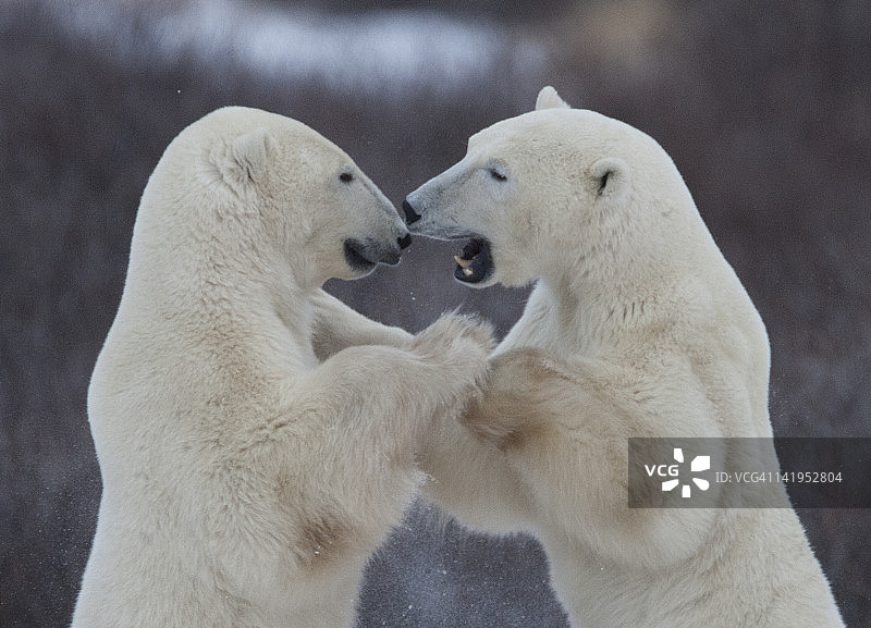 北极熊搏斗图片素材
