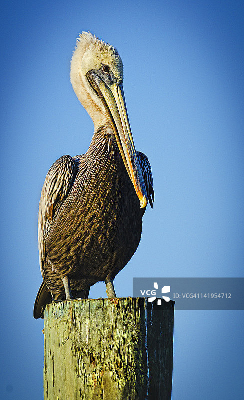 褐鹈鹕图片素材