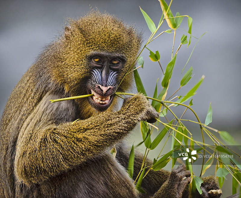 雌性山魈图片素材