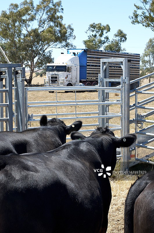安格斯黑牛图片素材