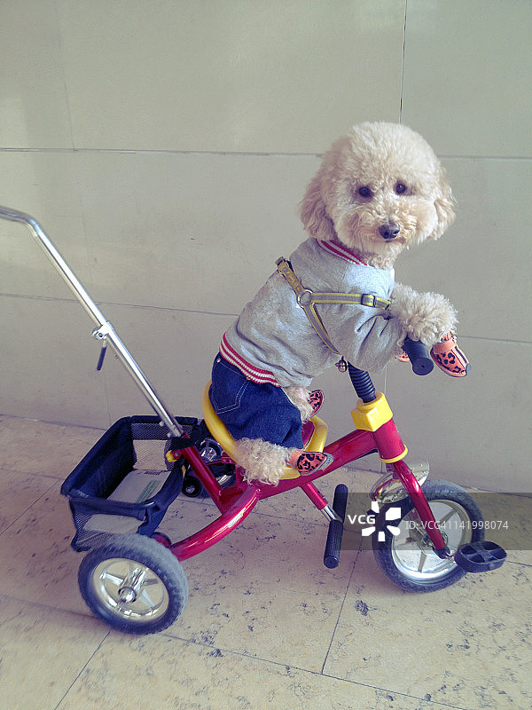 狗骑自行车图片素材