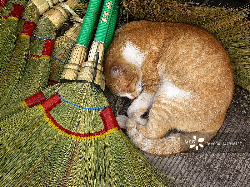 扫帚旁熟睡的猫图片素材
