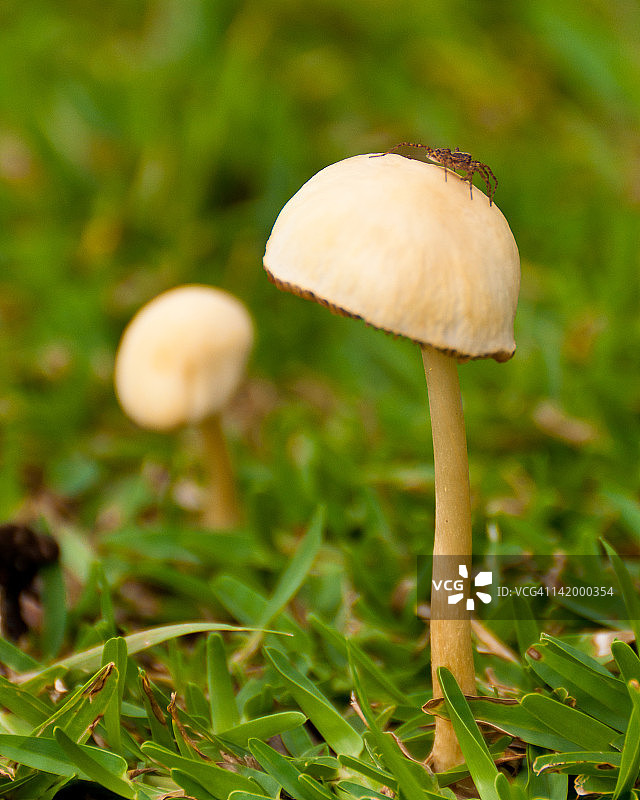 蘑菇上的蜘蛛图片素材