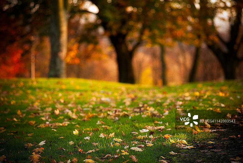 秋天的落叶图片素材