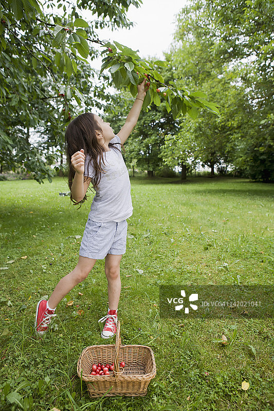 女孩在后院采摘水果图片素材