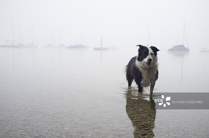 狗在静止的湖中涉水图片素材