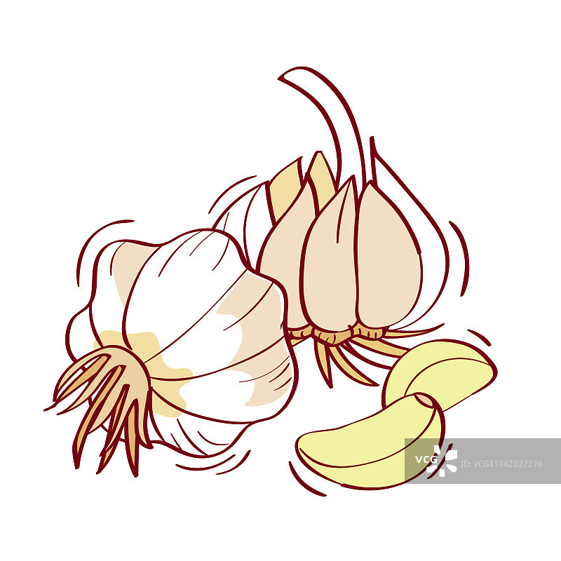 白色背景下的大蒜插画图片素材