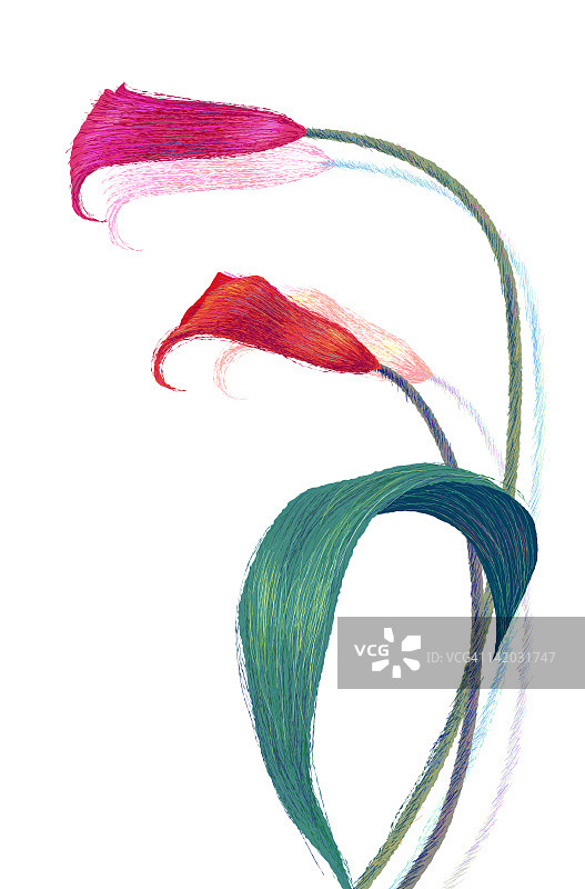 白色背景上的开花植物图片素材