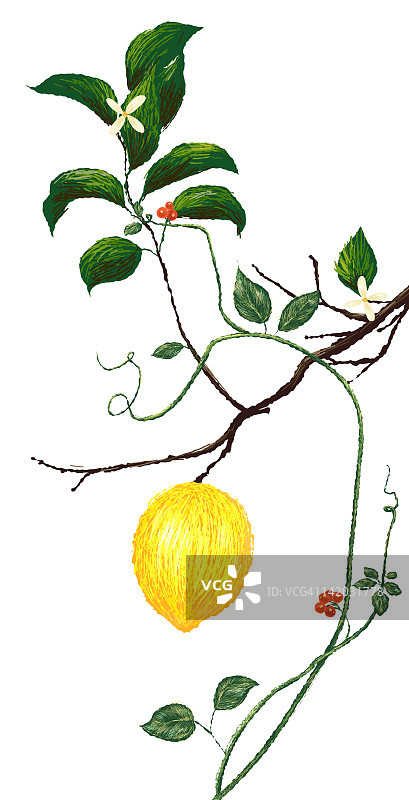 白色背景上的柠檬花和柠檬图片素材