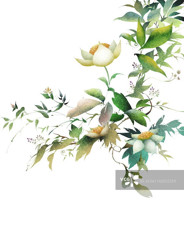 白色背景上的开花植物图片素材