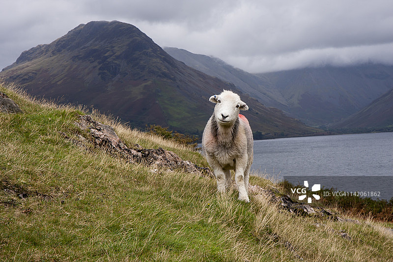 瓦斯沃特湖中的赫威克绵羊图片素材
