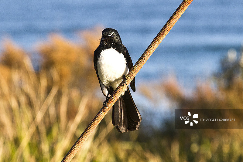 扇尾鹟图片素材