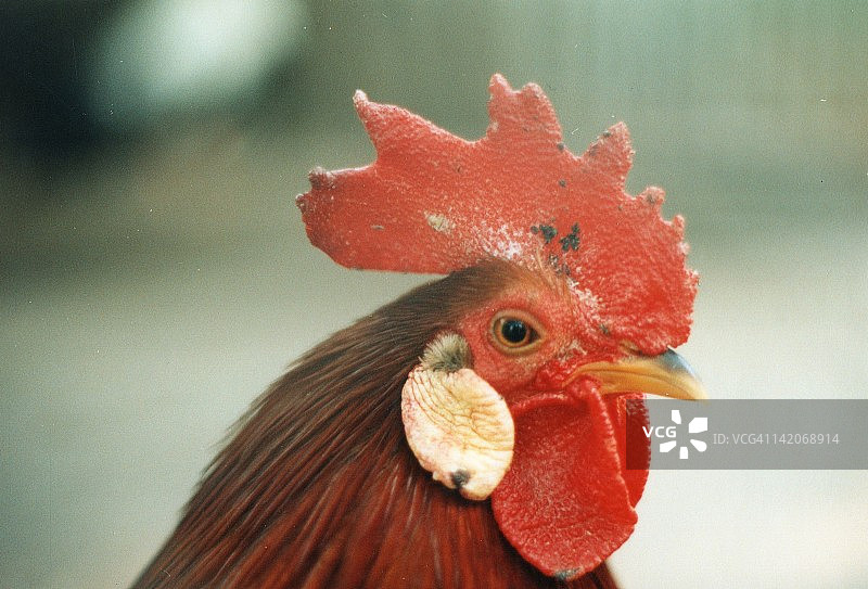 公鸡特写图片素材